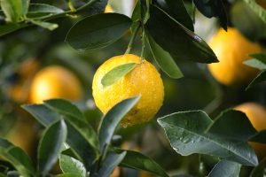 Comment maigrir rapidement avec du citron ?