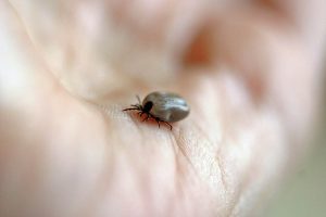 Quels sont les symptômes et conséquences de la maladie de Lyme ?