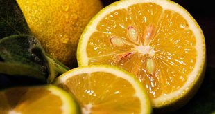presse-citron